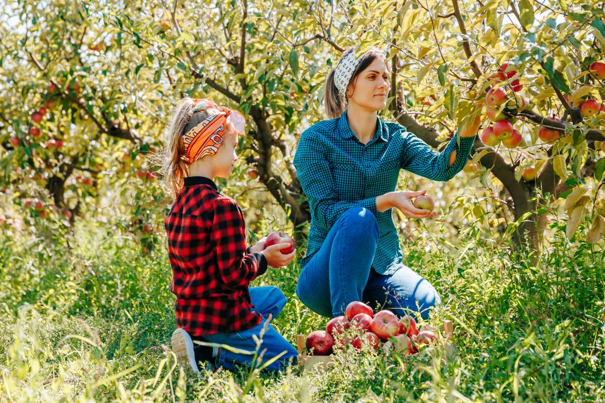Apfel pflücken im Main-Taunus-Kreis: Wann ist es erlaubt, wa