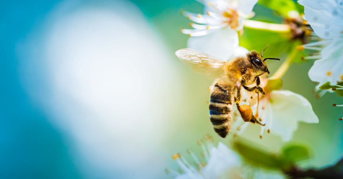 Bienen schützen – Tipps für Ihren Garten im Main-Taunus-Kreis