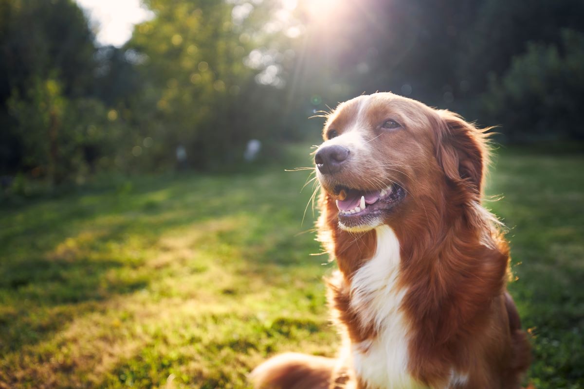 Hund vermisst im Main-Taunus-Kreis – Was tun?