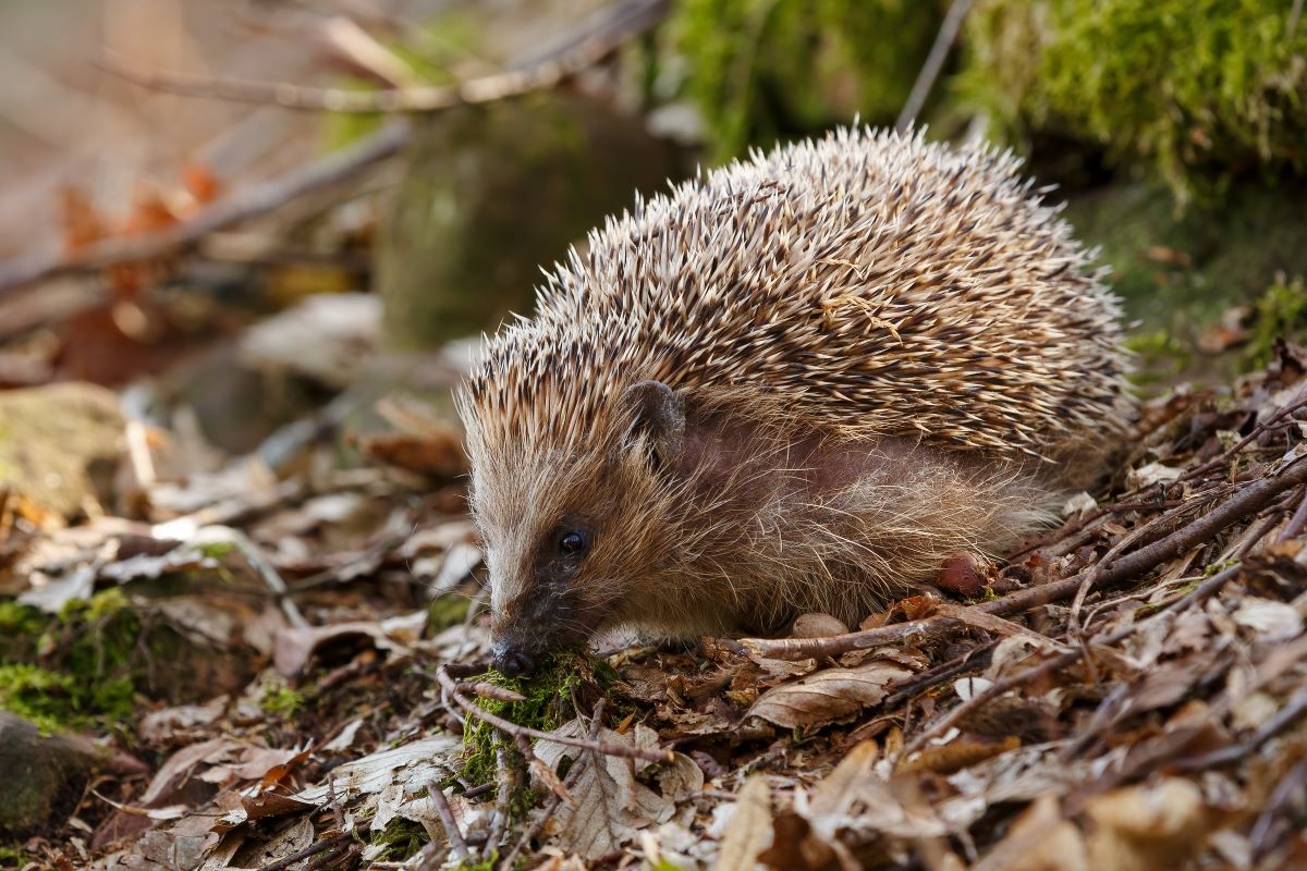 Igel im Garten helfen — Main-Taunus-Kreis Ratgeber