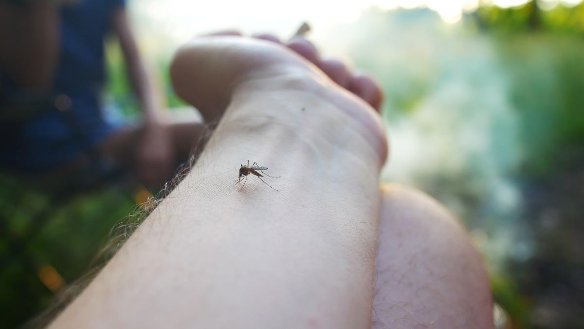 Insektenstiche im Main-Taunus-Kreis: Erste Hilfe und richtig