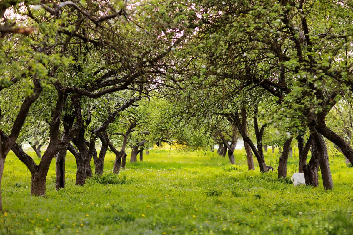 Streuobstwiese kaufen im Main-Taunus-Kreis – lohnt sich das 